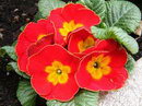 Primula Hortensis